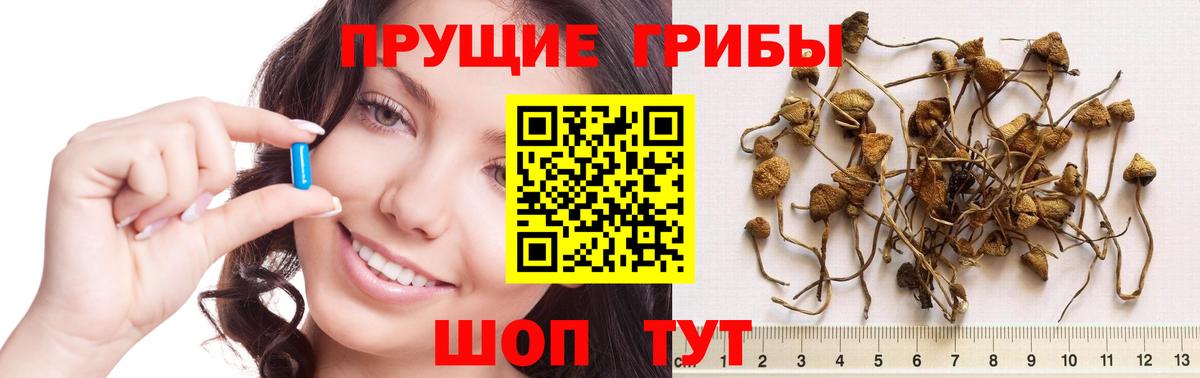 Советск  Псилоцибиновые грибы мухоморы  Вход с VPN  Псилоцибиновые грибы GOLDEN TEACHER 